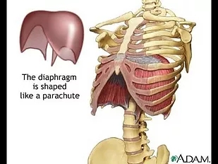 Diaphragmatic Breathing: The Basics